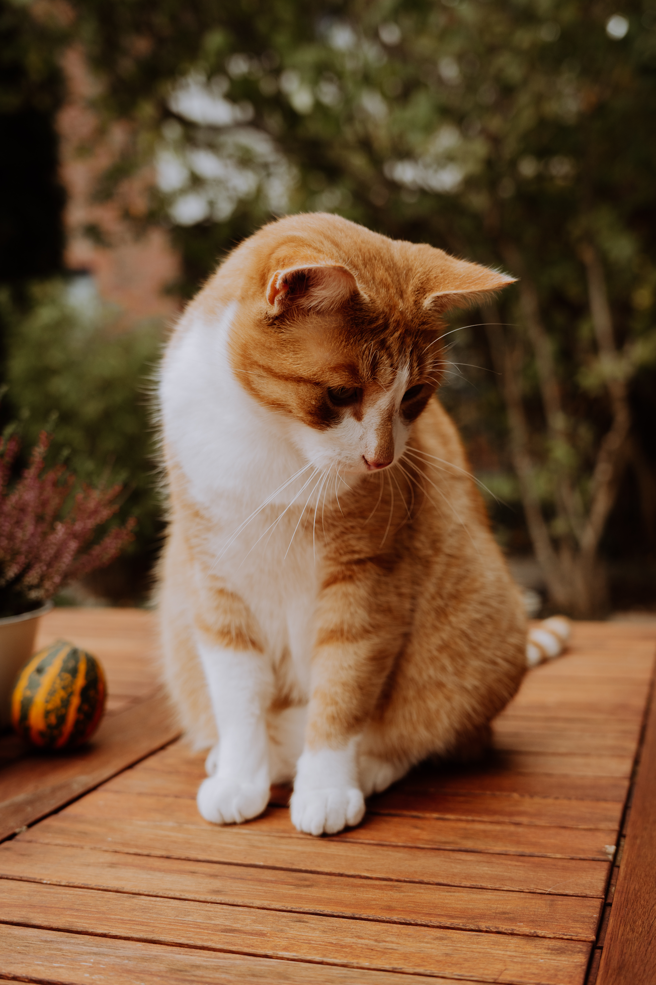 DSC03517bearbeitet hochformat